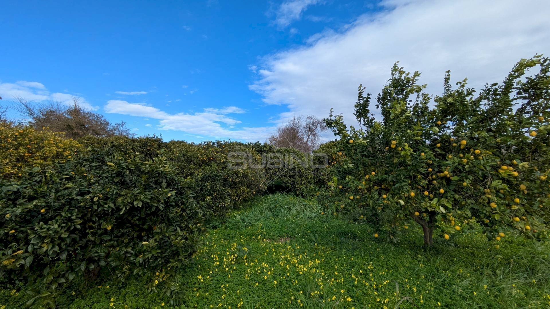 Foto 1 - Agricultural land TRAVERSA CASE BIANCHE, Siracusa - photo 1