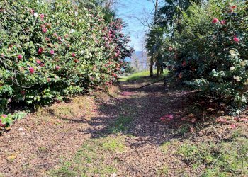 Giardino - Terreno agricolo Ghiffa - foto 10