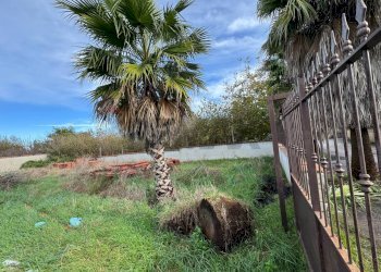 Giardino - Terreno agricolo Giugliano in Campania - foto 10