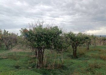 Giardino - Agricultural land Contrada Reina, Belpasso - photo 14
