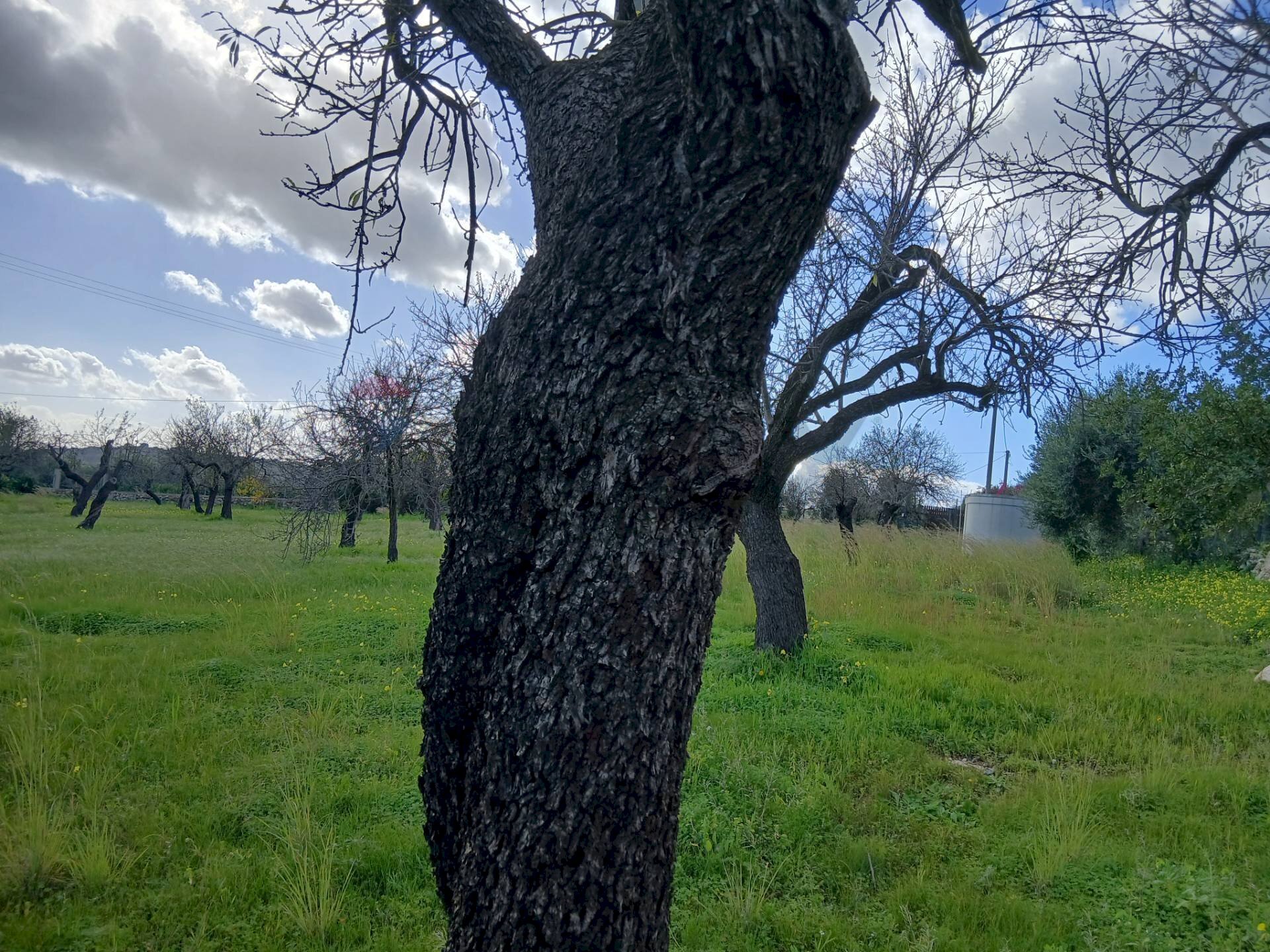 Giardino - Building land Contrada Bochini Fiumarella
snc, Avola - photo 2