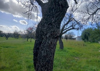 Giardino - Terreno edificabile Contrada Bochini Fiumarella
 
snc, Avola - foto 2