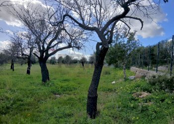 Giardino - Terreno edificabile Contrada Bochini Fiumarella
 
snc, Avola - foto 5