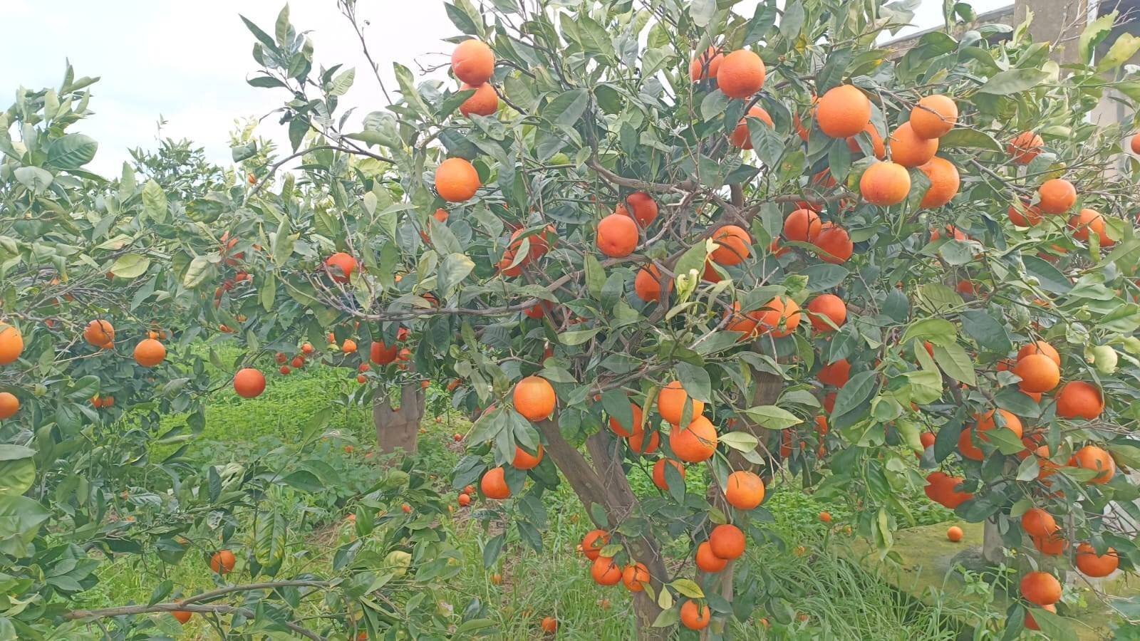 Dettagli - Agricultural land contrada Reina
 
s.n.c., Belpasso - photo 2