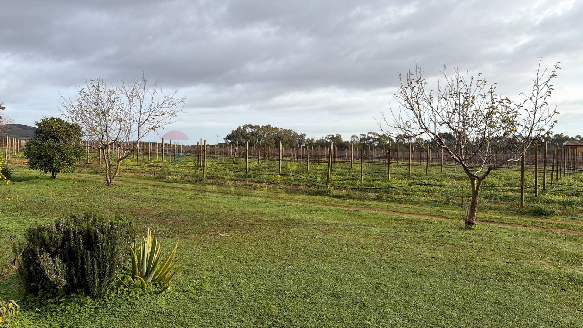 Giardino - Casa indipendente Sassari - foto 3