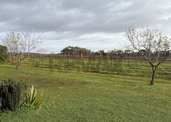 Giardino - Casa indipendente Sassari - foto 3