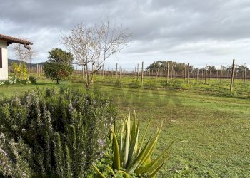 Giardino - Casa indipendente Sassari - foto 4