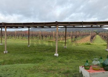 Giardino - Casa indipendente Sassari - foto 10