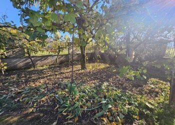 Giardino - Casa indipendente Contrada Ferrara
 
1, Vairano Patenora - foto 21