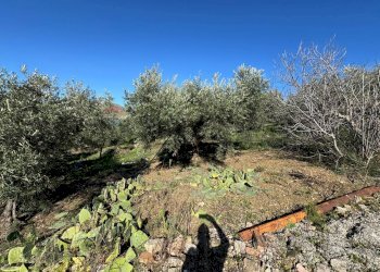 Giardino - Agricultural land sp 127
 
210, Bagheria - photo 6