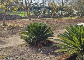 Giardino - Terreno edificabile via Giuseppe Maiolo, Ragusa - foto 9