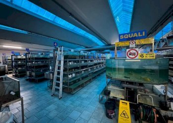 Magazzino - Capannone via Vittorio Arconti, 11, Gallarate - foto 4