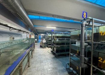 Magazzino - Capannone via Vittorio Arconti, 11, Gallarate - foto 19