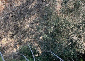 14.jpeg - Villa via silvio peglio snc, Bordighera - foto 26