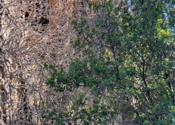 16.jpeg - Villa via silvio peglio snc, Bordighera - foto 28