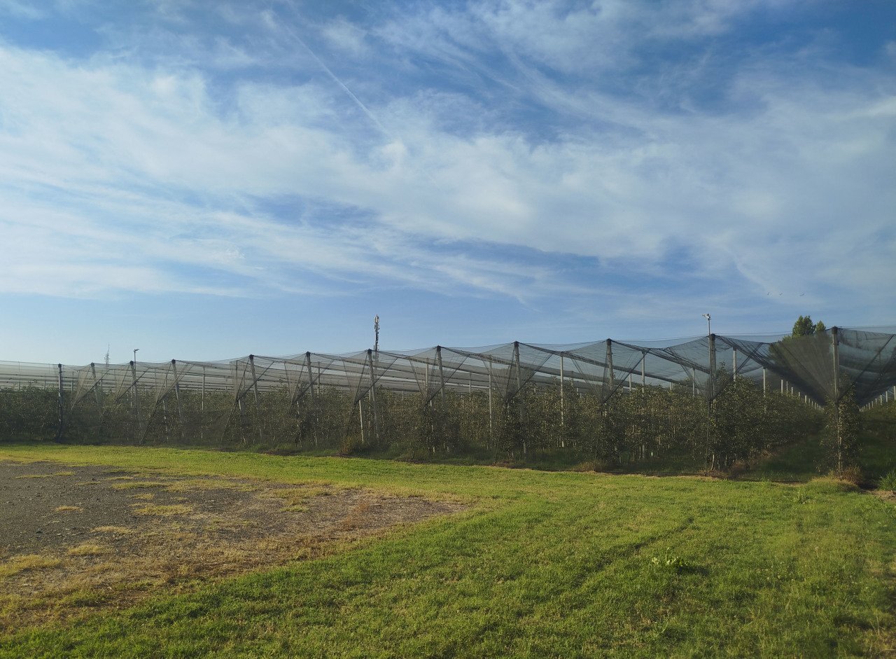 frutteto.jpg - Agricultural land via marchiona, Modena - photo 1
