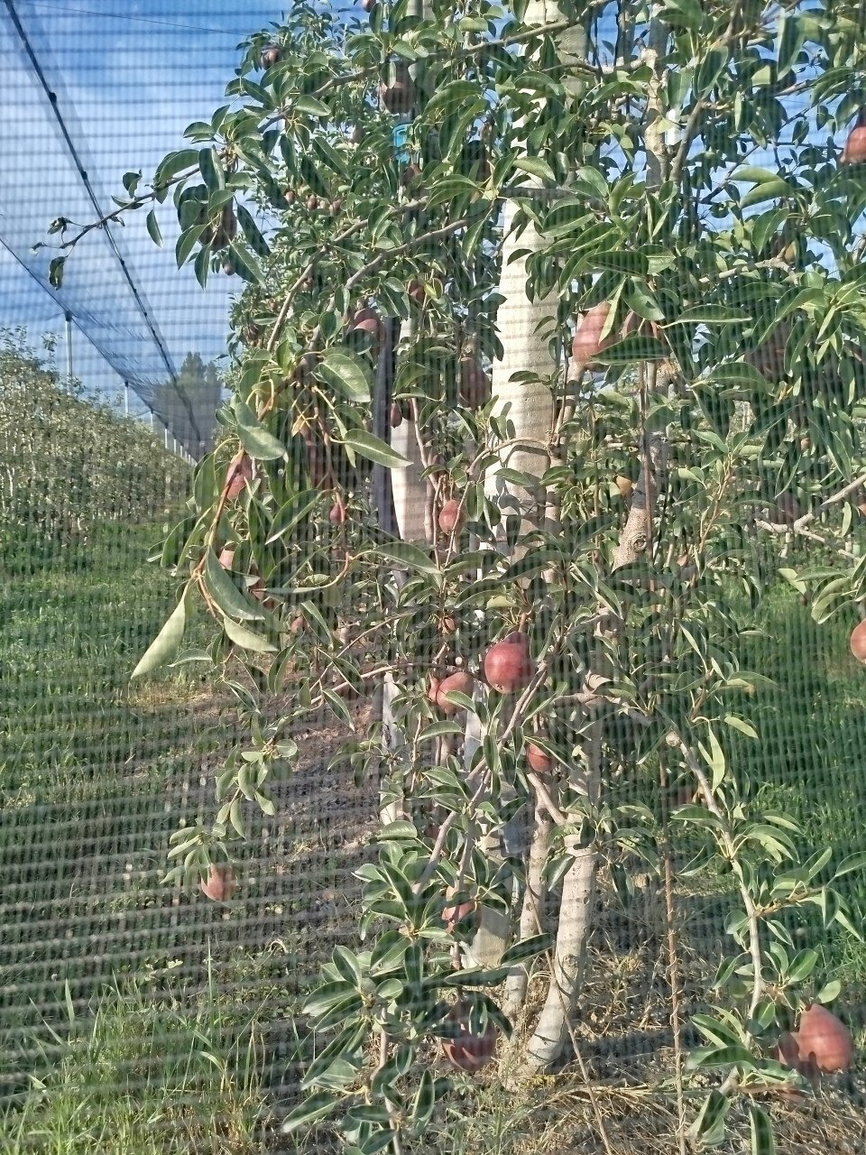 frutteto1.jpg - Agricultural land via marchiona, Modena - photo 2