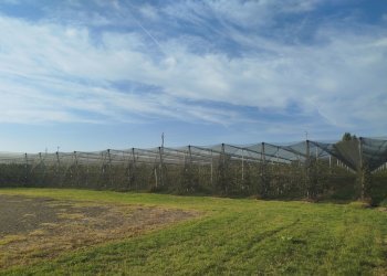 frutteto.jpg - Terreno agricolo via marchiona, Modena - foto 1