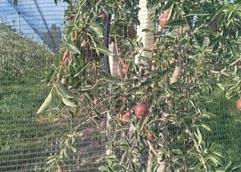frutteto1.jpg - Terreno agricolo via marchiona, Modena - foto 2