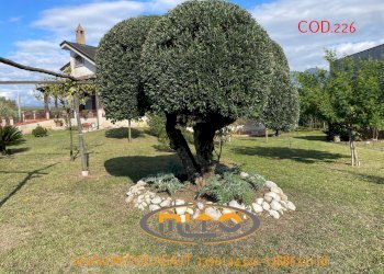 Foto 125 - Villa San Salvatore Telesino - foto 125