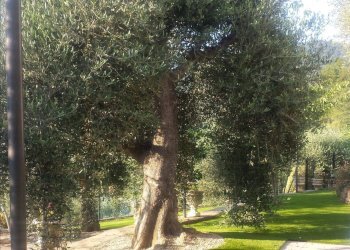 Foto 8 - Independent house Perinaldo - photo 8