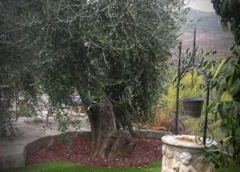 Foto 10 - Independent house Perinaldo - photo 10