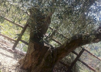 Foto 13 - Independent house Perinaldo - photo 13