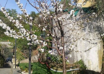 Foto 21 - Independent house Perinaldo - photo 21