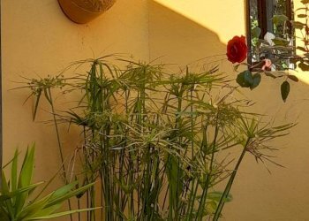 Foto 24 - Independent house Perinaldo - photo 24