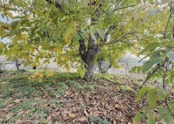 Giardino - Quadrilocale Via Provinciale Taranta Peligna
 
10, Lama dei Peligni - foto 44