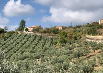 Giardino - Casa indipendente Sant'Eusanio del Sangro - foto 3