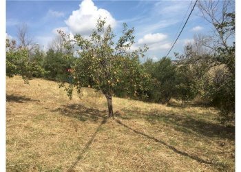 Giardino - Casa indipendente Sant'Eusanio del Sangro - foto 15