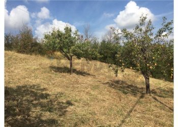 Giardino - Casa indipendente Sant'Eusanio del Sangro - foto 16