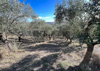 Giardino - Casa indipendente Sant'Eusanio del Sangro - foto 43