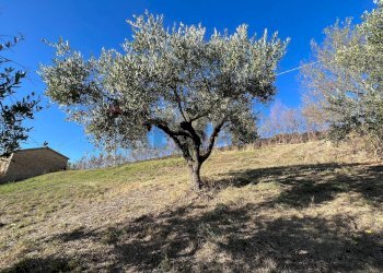 Giardino - Casa indipendente Sant'Eusanio del Sangro - foto 44