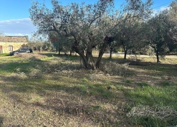 Giardino - Terreno edificabile contrada Felluca, Rocca San Giovanni - foto 5