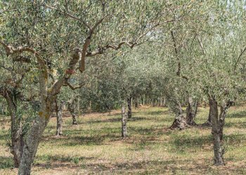 Giardino - Casa indipendente Rocca San Giovanni - foto 10