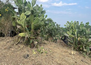 Giardino - Terreno edificabile Via Sciara Ballo
 
53, Zafferana Etnea - foto 4