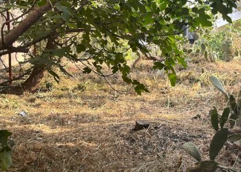 Giardino - Terreno edificabile Via Sciara Ballo
 
53, Zafferana Etnea - foto 7