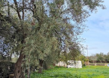 Giardino - Terreno agricolo strada comunale Muscalora
 
26, Misterbianco - foto 14