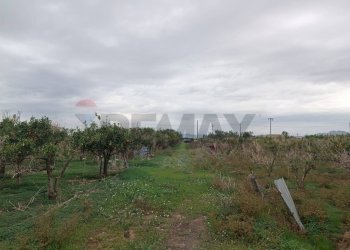 Giardino - Terreno agricolo Contrada Reina
 
snc, Belpasso - foto 7