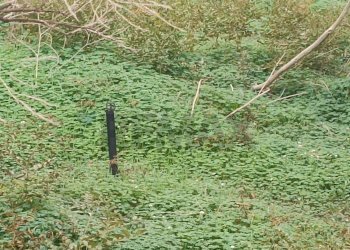 Giardino - Terreno agricolo Contrada Reina
 
snc, Belpasso - foto 9