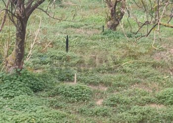 Giardino - Terreno agricolo Contrada Reina
 
snc, Belpasso - foto 10