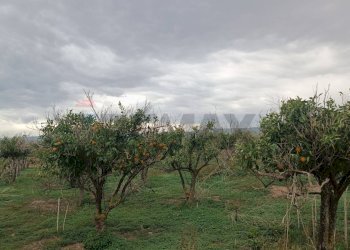 Giardino - Terreno agricolo Contrada Reina
 
snc, Belpasso - foto 11