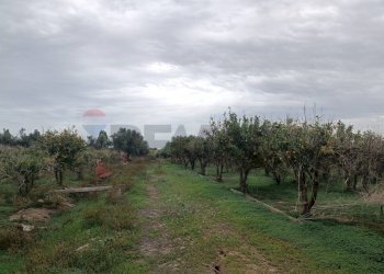 Giardino - Terreno agricolo Contrada Reina
 
snc, Belpasso - foto 15