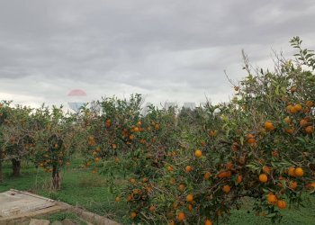 Giardino - Terreno agricolo Contrada Reina
 
snc, Belpasso - foto 17