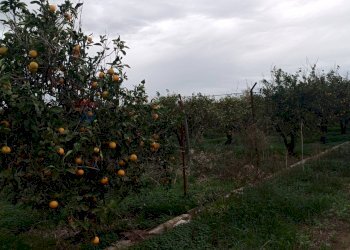 Giardino - Terreno agricolo Contrada Reina
 
snc, Belpasso - foto 18