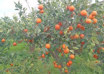 Dettagli - Terreno agricolo Contrada Reina
 
snc, Belpasso - foto 4