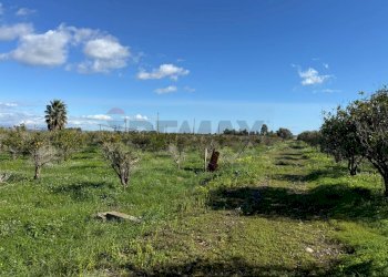 Giardino - Terreno agricolo Contrada Reina
 
snc, Belpasso - foto 5