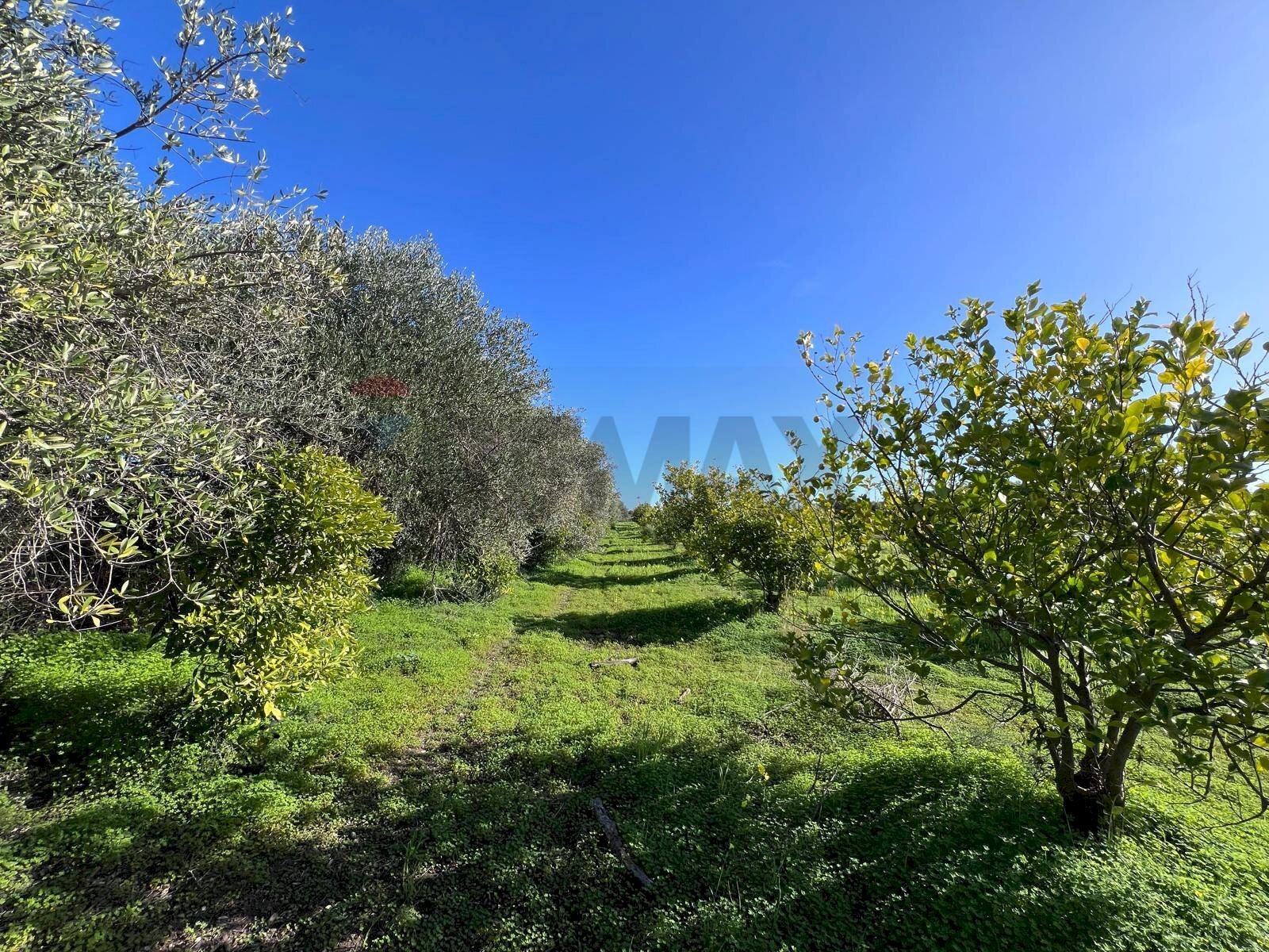 Giardino - Terreno agricolo C.da San Calogero
 
snc, Augusta - foto 1